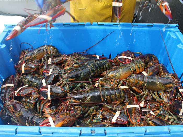 Once he arrives at the dock, the lobsters are removed from the onboard tank and packed into pallets.