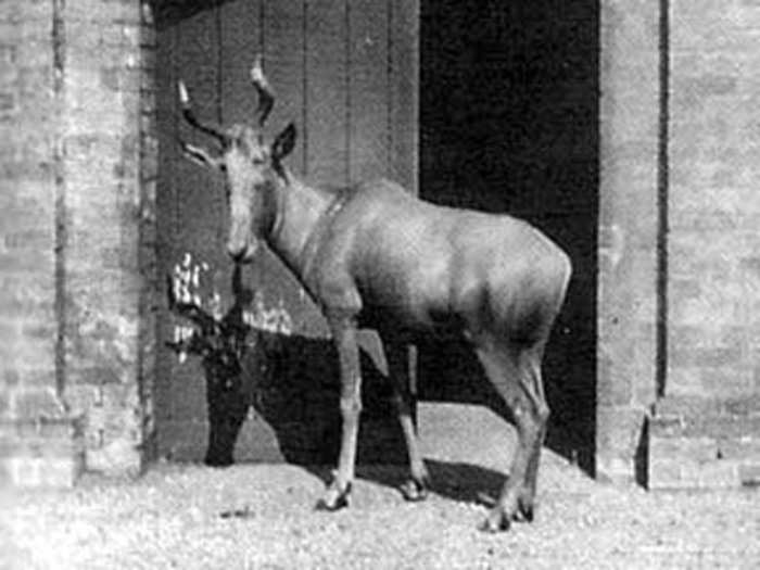 Bubal Hartebeest (Extinct since ~1954)