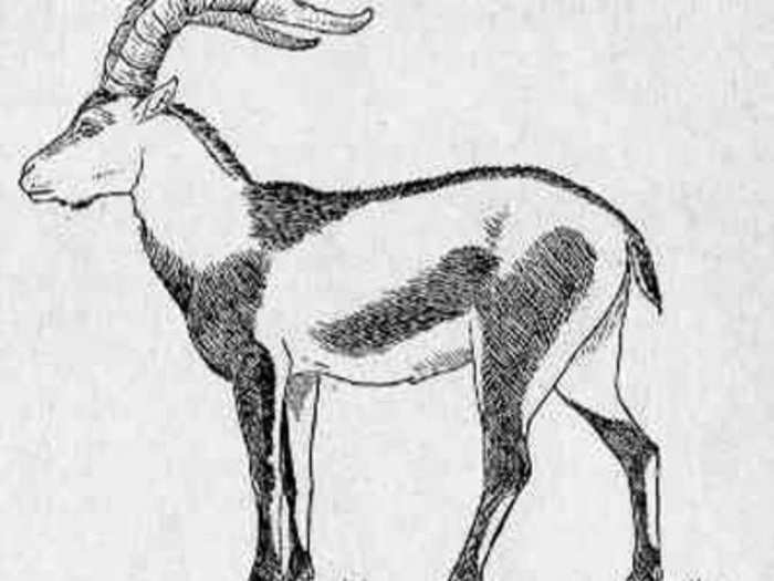 Pyrenean Ibex (Extinct since 2000)