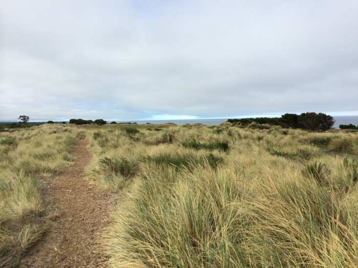 Here is where Bandon Dunes really opens up. This is the fourth hole, and from the tee box it looks like any other hole.