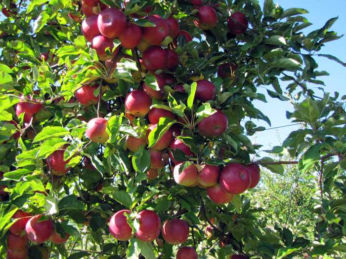 Go apple picking at one of the gorgeous orchards in upstate New York, Connecticut, or New Jersey, where you can wander the grounds picking bushels of your own fruit.