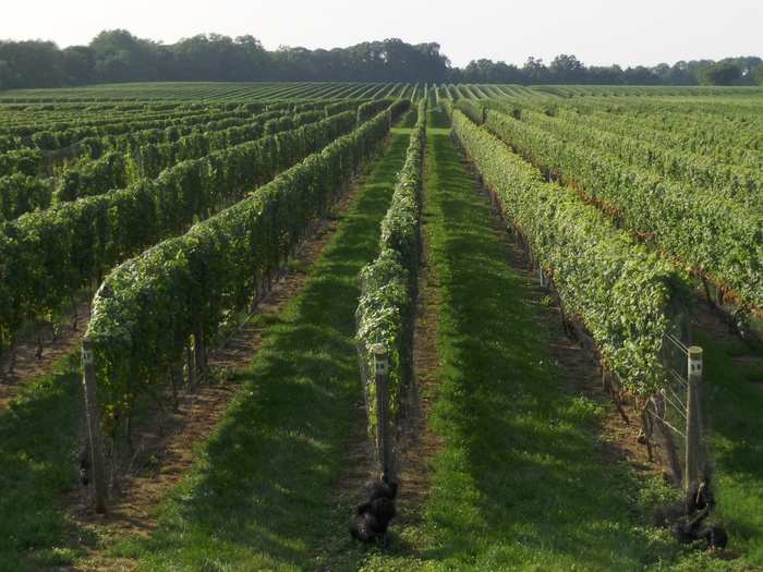 Go wine tasting on Long Island