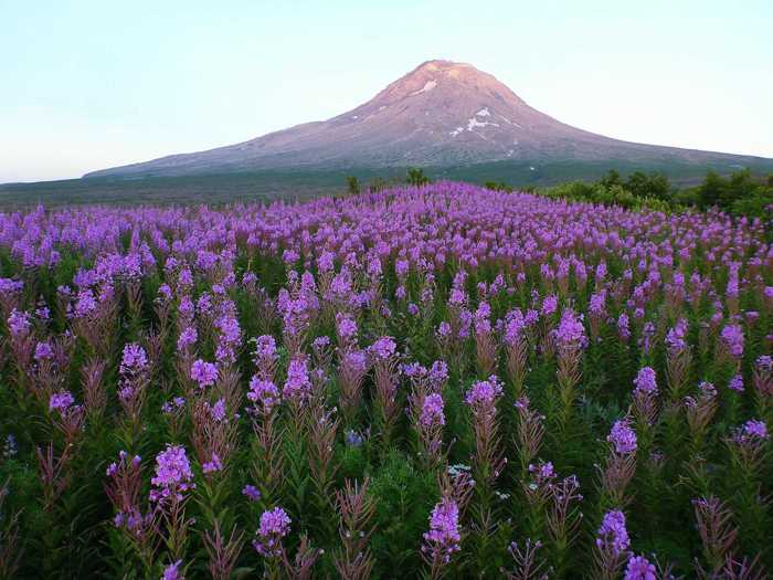 In May of 2005, Augustine Volcano in Alaska began experiencing a number of "microearthquakes," which built to explosive eruptions of ash that reached nine kilometers above sea level.