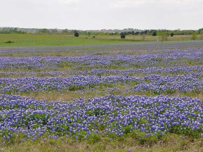 4. Ennis, Texas is home to an annual festival showcasing more than 40 miles of trails along fields of gorgeous bluebonnets.