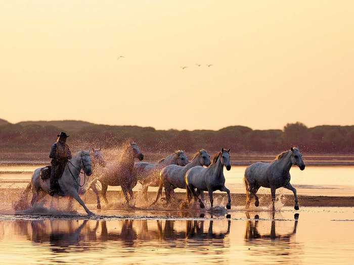 Ride a white horse with a French cowboy (called a gardian) in the Camargue, Europe