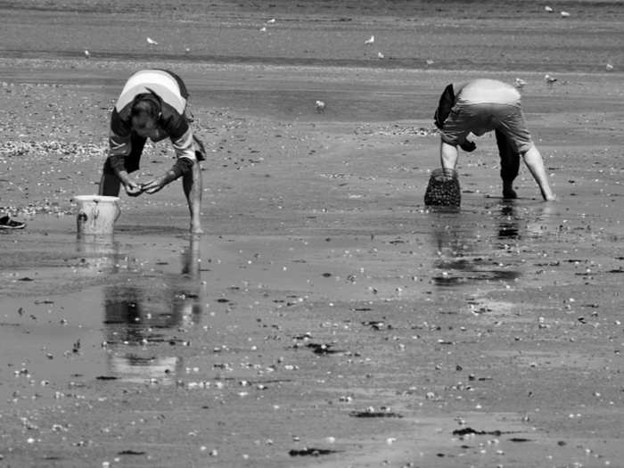 Dig for clams and cockels on the beaches of Normandy.