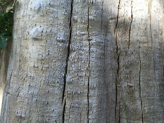 This is a close-up image of the bark of a tree taken with the iPhone 6. You can clearly see each groove, and the color seems to be accurate.