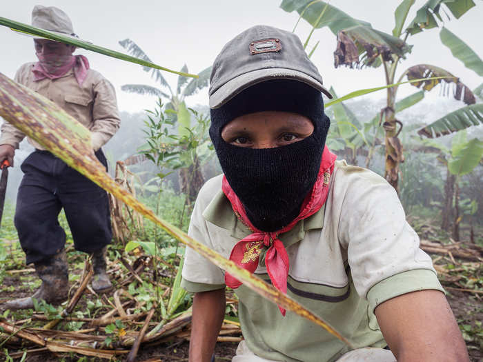 The Zapatista communities rely heavily on bananas, a plantation for which is seen below, as well as coffee beans and amber, which they trade through self-governed co-operatives overseen by a "junta" that distributes the resulting profits within these poor but self-sustaining villages.