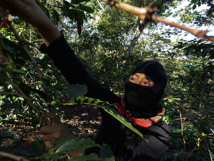 The coffee bean is another important crop that is traded through these Zapatista-run cooperatives, which make around 130 tons of coffee a year.