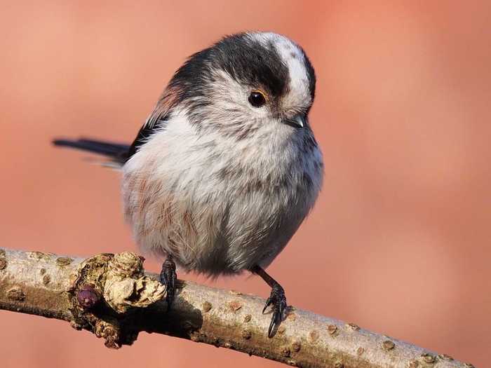 This tiny bird is all about the warm weather.