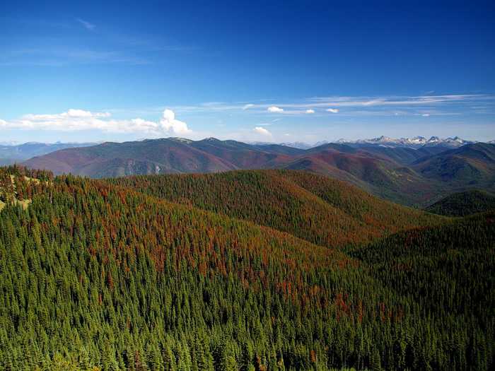 Rising temperatures are helping pine beetles take over.