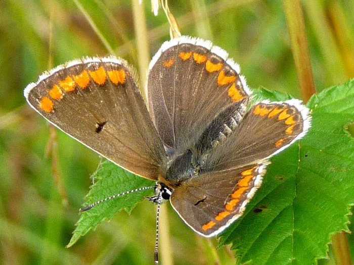 Warmer temperatures have had a big impact on this little butterfly