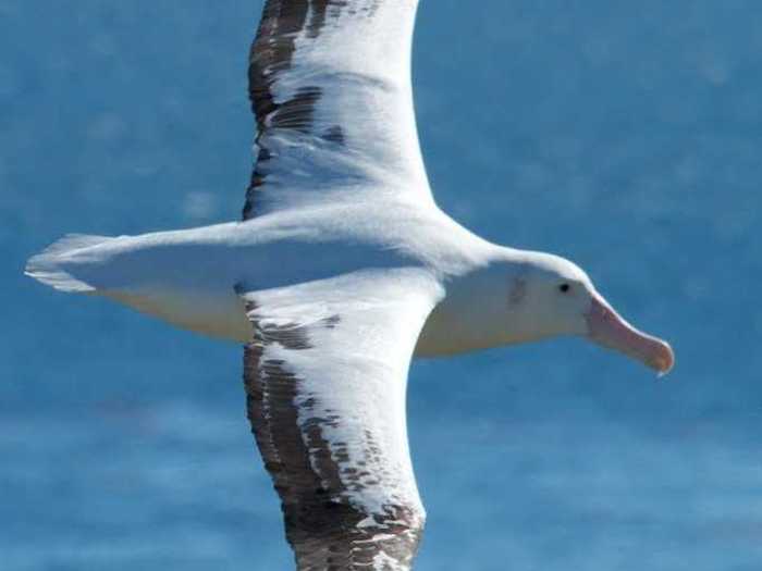 For the wandering albatross, the answer is blowing in the wind.