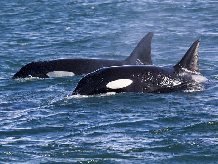 Surprise: Killer whales are more closely related to dolphins than other whales.