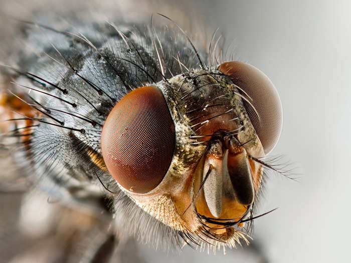 Contrary to popular belief, house flies do not have a life span of 24 hours. So, if you think it