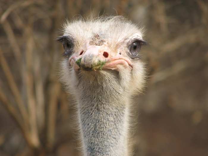 Ostriches do not stick their heads in the sand when threatened. Actually they don