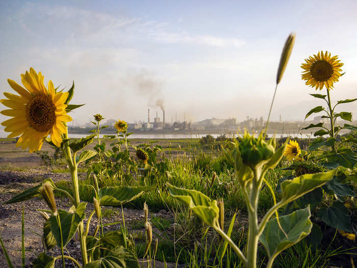 Sunflower heads tend to face a certain direction and the myth is that they track the Sun as it moves across the sky throughout the day. Although sunflower heads are fixed, their buds do, indeed, track the sun before they bloom and the resulting direction the heads face is a result of this behavior.