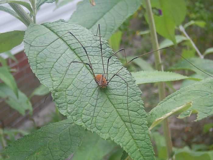 Daddy longlegs spiders can, in fact, pierce human skin with their small mouths. But don