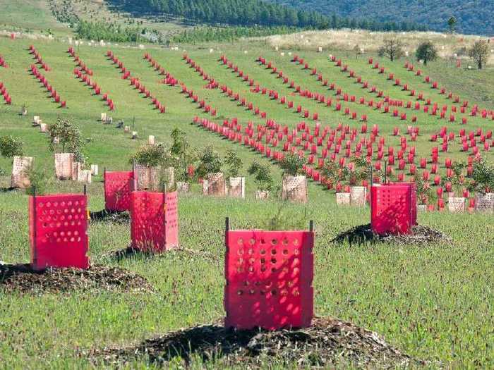 BEST LANDSCAPE: National Arboretum Canberra by Taylor Cullity Lethlean and Tonkin Zulaikha Greer, Canberra, Australia