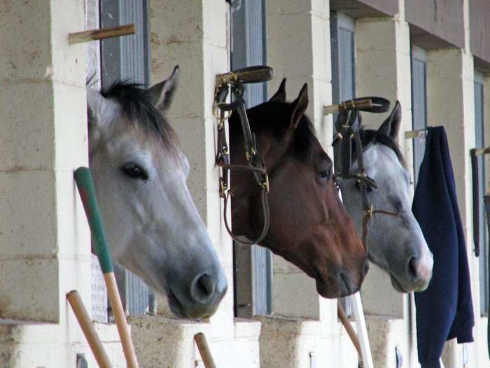 There are also five barns.