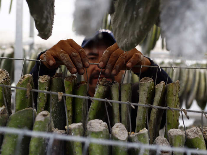 Rather than going into the field each day to harvest cochineal insects, workers simply collect the cactus leaves they live on.