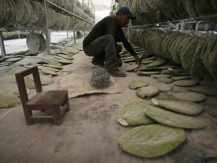 They then store the leaves inside a greenhouse, where the bugs can continue to thrive.