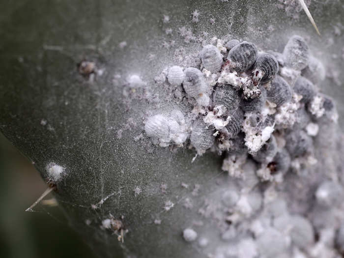 The tiny bugs get their color by thriving on the plant