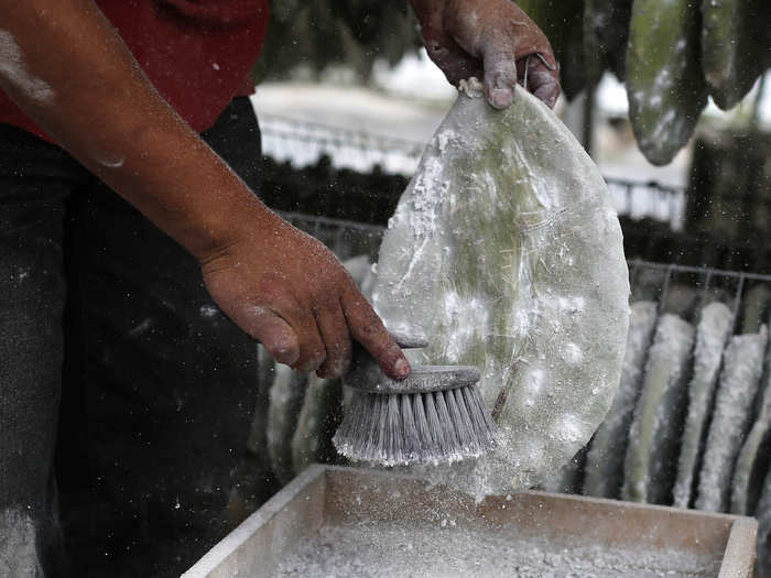 Since the bugs don’t budge, workers have to use tough brushes to scrape them off of the cacti leaves. Just a few bugs won’t do it: Nearly 70,000 insects are just enough to make one pound of dye.