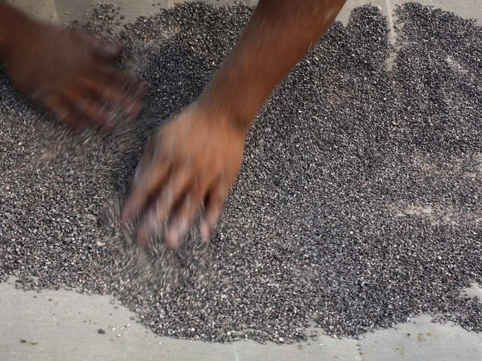 By the colonial period, cochineal dye had become one of Mexico’s most prized exports, second only to silver. Here, a worker selects the best insects from the harvest, which, once dried, he will crush into a grainy, red substance.