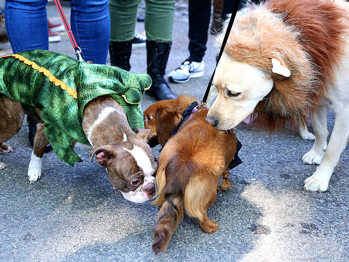 Some dogs took time to get to know each other. (All sniffing was consensual.)