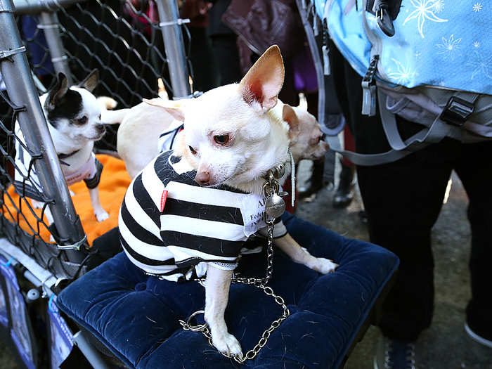 Some dogs were locked up in jail for failure to do business outside.