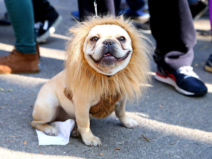 "The costume itches a little but blends so well with my natural hair," he told us. Some dogs loved their costumes, like this lion.