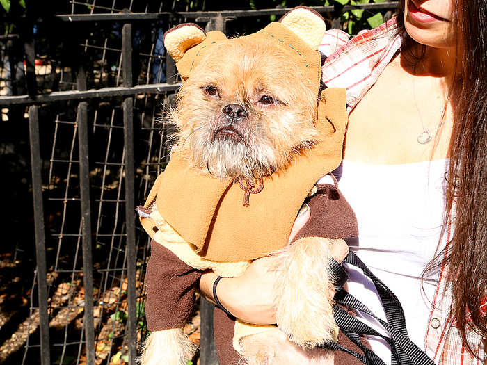 Rumor has it that George Lucas based the ewok on a Brussels Griffon, the same breed as this pup.