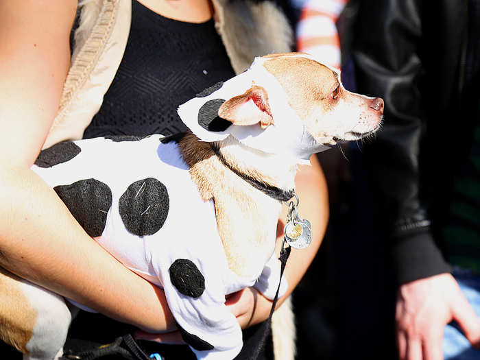 Cows were a popular costume.