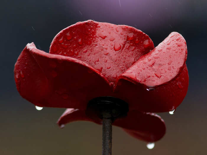 And each poppy is made individually in collaboration with artist Paul Cummins.