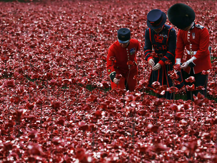 A Chelsea Pensioner joins officials to plant a poppy in the grass.