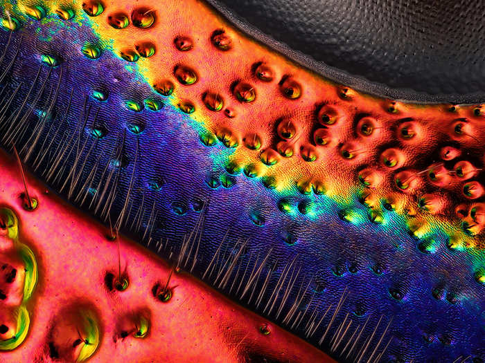 Charles Krebs took this shot of a colorful jewel beetle carapace near the eye, magnified 45 times.