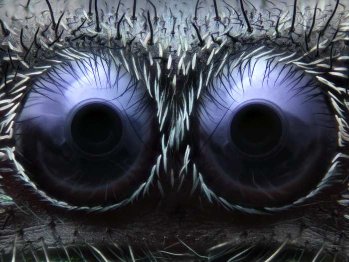 Noah Fram-Schwartz, an American from Greenwich, Conn. captured this shot of a pair of creepy-looking jumping spider eyes, magnified 20 times. Jumping spiders are known to have some of the highest-quality vision among arthropods. Awesome, yet terrifying.