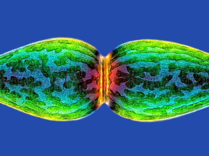 Rogelio Moreno of Panama captured this image of a tiny micro algae, magnified 40 times.