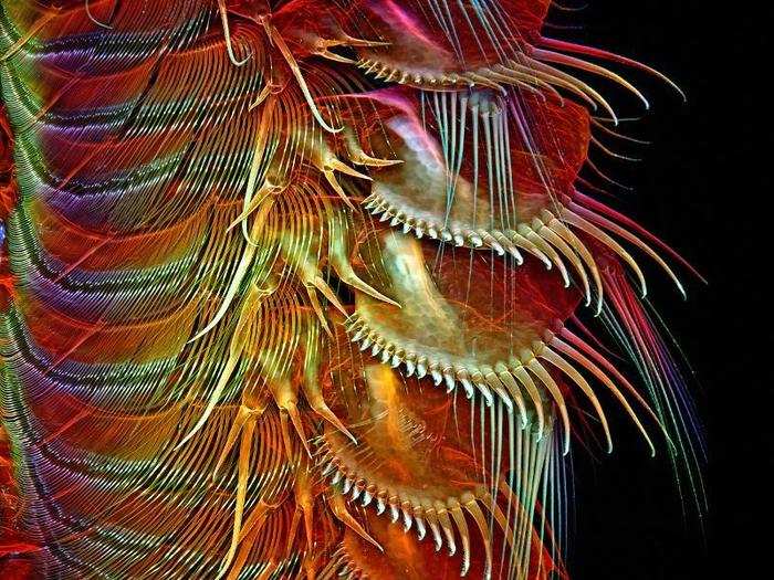Igor Robert Siwanowicz captured this shot of the long, delicate appendages of a common brine shrimp magnified 1,000 times. Doesn
