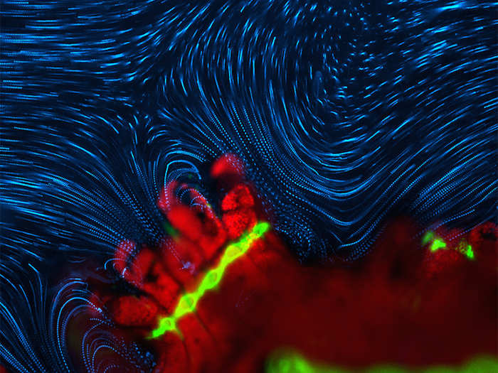 Douglas Brumley of Cambridge, Mass. took this image of the dynamic fluid flow around a coral polyp, magnified four times.