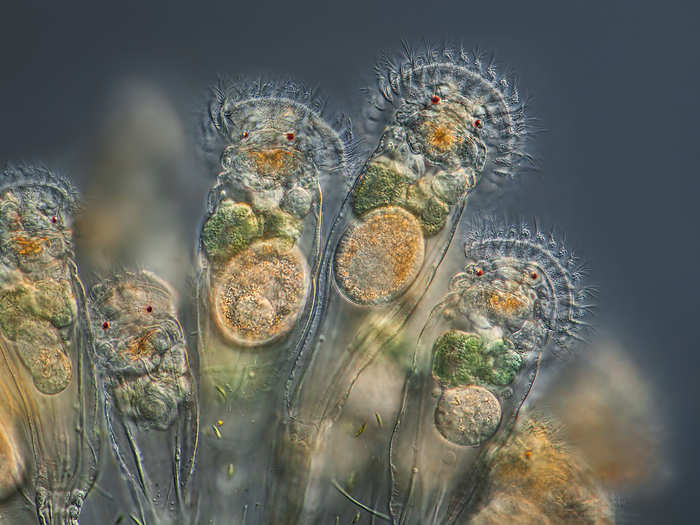 Charles Krebs of Washington captured this image of tiny sea-dwelling rotifers while they snack. The species forms a free-floating spherical colony. This image has been magnified 417 times.