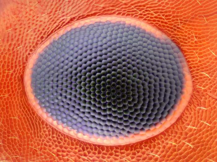 Honorable Mention: Noah Fram-Schwartz of Greenwich, Conn. took this image of an ant eye in reflected light. This image has been magnified 20 times.