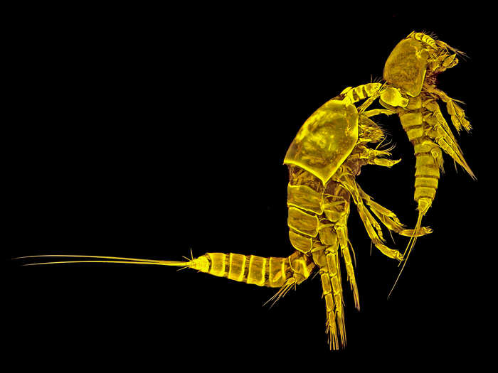 IOD: German Terue Kihara took this elegant photo of a golden copepod couple, magnified 10 times.