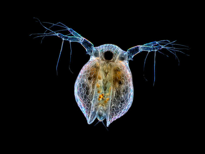 IOD: Rogelio Moreno of Panama took this shot of a water flea glowing on a black background, magnified 20 times.
