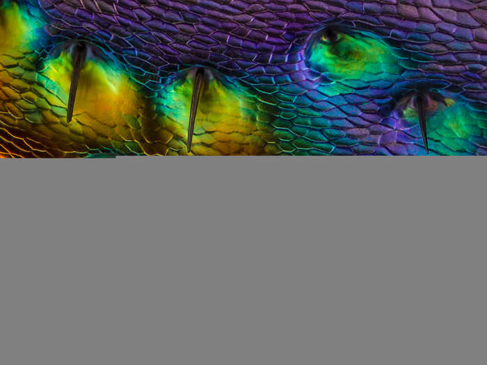 IOD: Another image of a rainbow-colored jewel beetle carapace, near the eye region, captured by Charles Krebs of Washington and magnified 450 times.