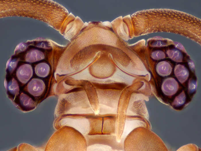 IOD: Yuta Nakase captured this photo of a myrmecolax insect head, magnified 10 times.