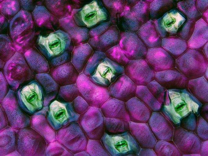 IOD: Jerzy Gubernator of Poland took this colorful shot of Tradescantia zebrina leaf stomata, magnified 40 times.