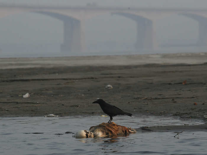 Human waste, animal corpses, cremation ash, and trash litter the river. Only a third of the 660 million gallons of sewage produced by cities along the river is treated, reports the Telegraph.