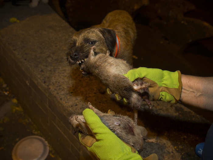 And kill they do. When the rats are flushed from the dumpster and caught, the dogs kill them with a bite and a furious shake, then carry the prize to their owners. The dogs, like Merlin here, aren